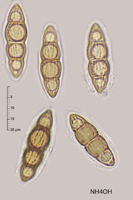 Lophiostoma viridarium