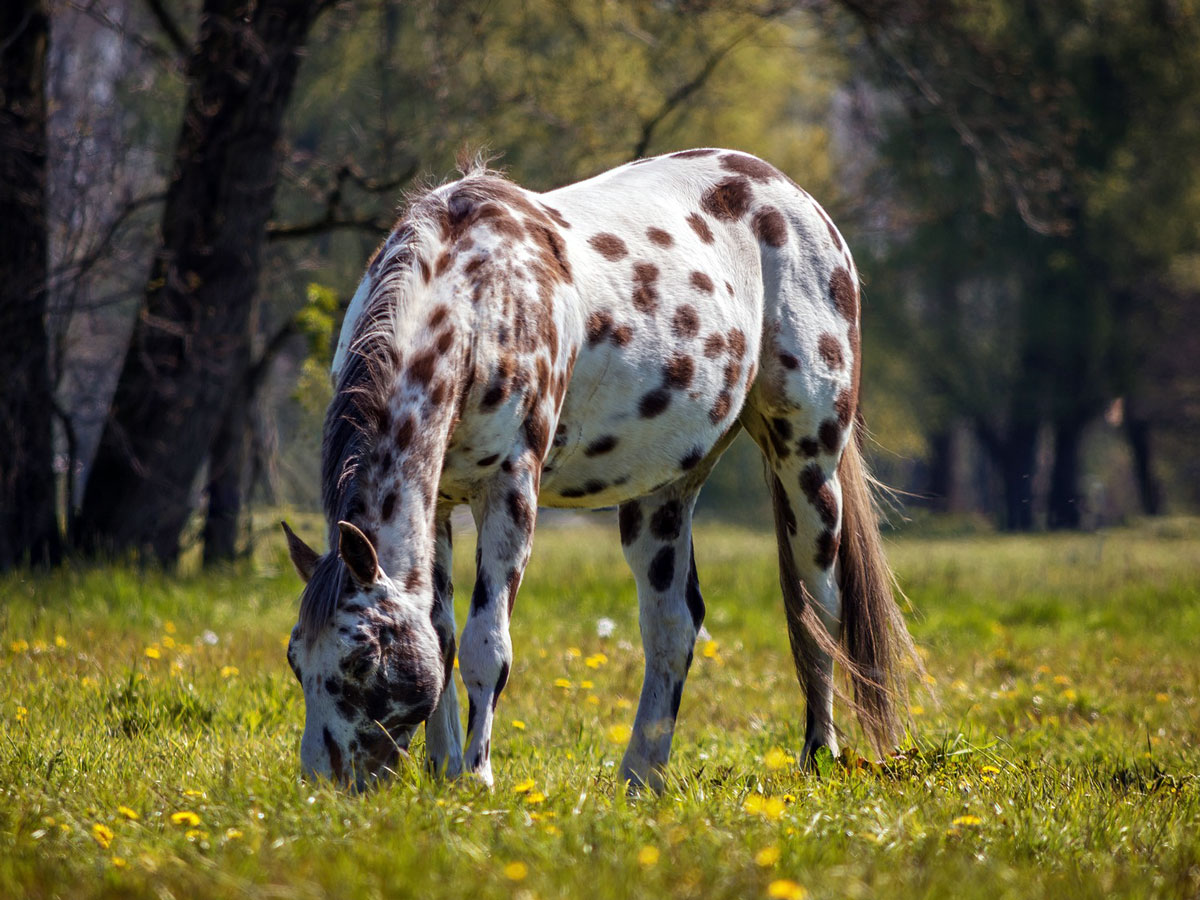 Appaloosa the Loyal Companion for Centuries
