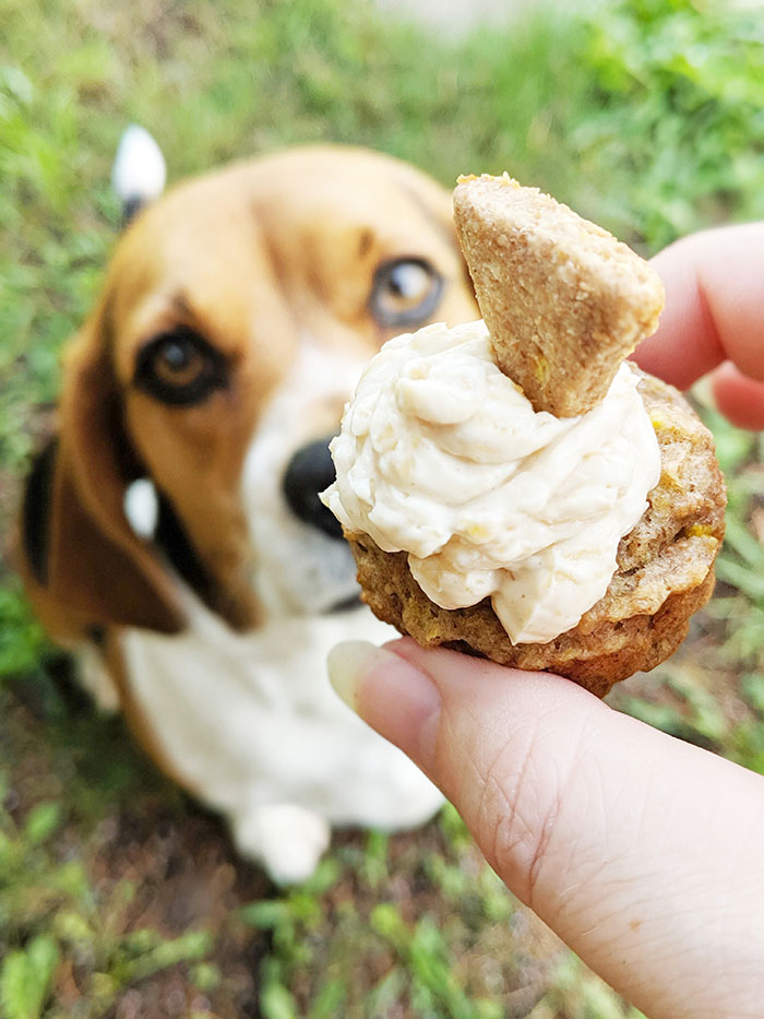 Squash Pupcakes Recipe Your Dog Will Love Sunny Day Family