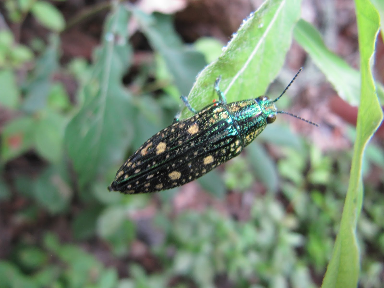 相生山緑地自然観察会について コラム