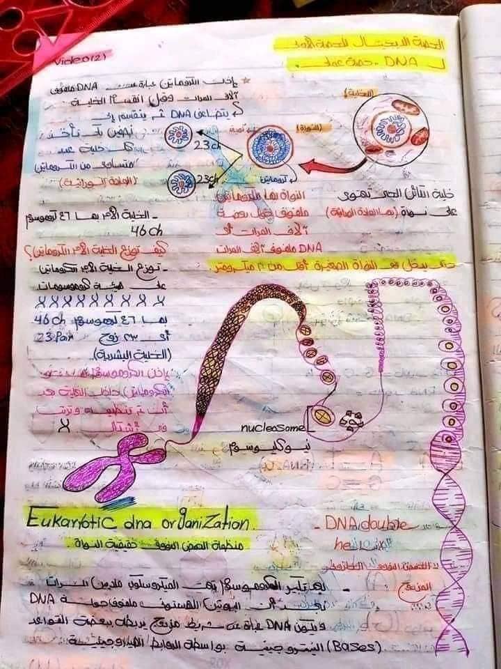 اقوي ملخص DNA تالته ثانوي 10