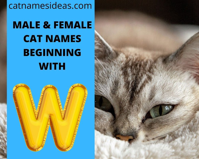 Top Male | Female Cat Names Beginning With W 2021