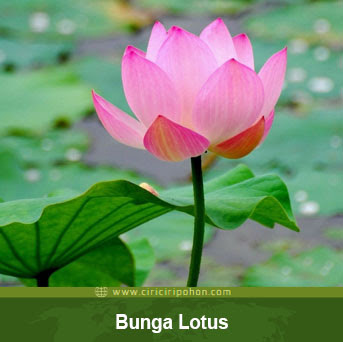 ciri ciri pohon bunga lotus
