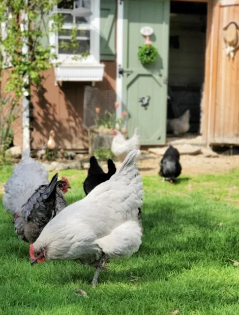 chickens in grass in front of coop