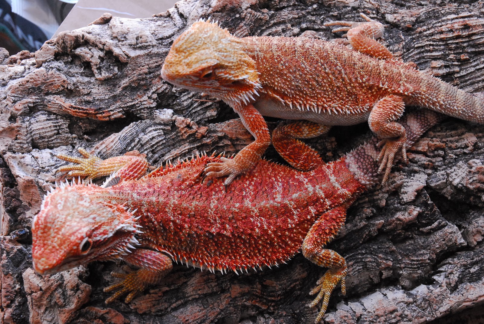 pogona-vitticeps-bearded-dragon5.jpg