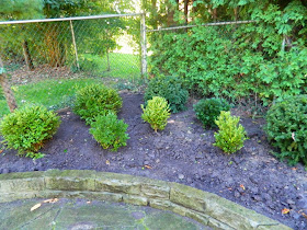 boxwood cloud pruning by garden muses-not another Toronto gardening blog