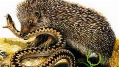 7 Binatang yang paling Ditakuti oleh Hewan Ular