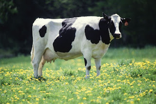 contando vacas