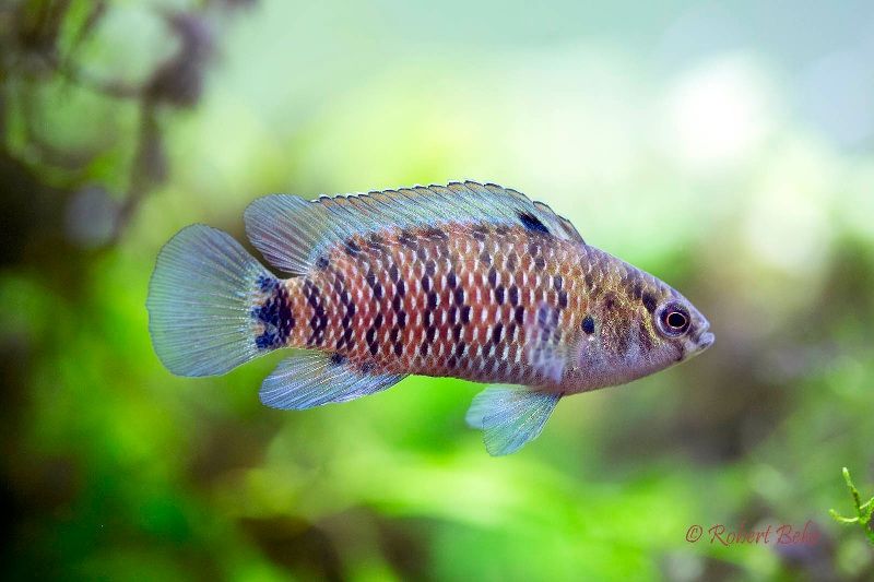 Gambar Budidaya Ikan Hias Badis-Badis (Burmase Badis atau Red Badis)
