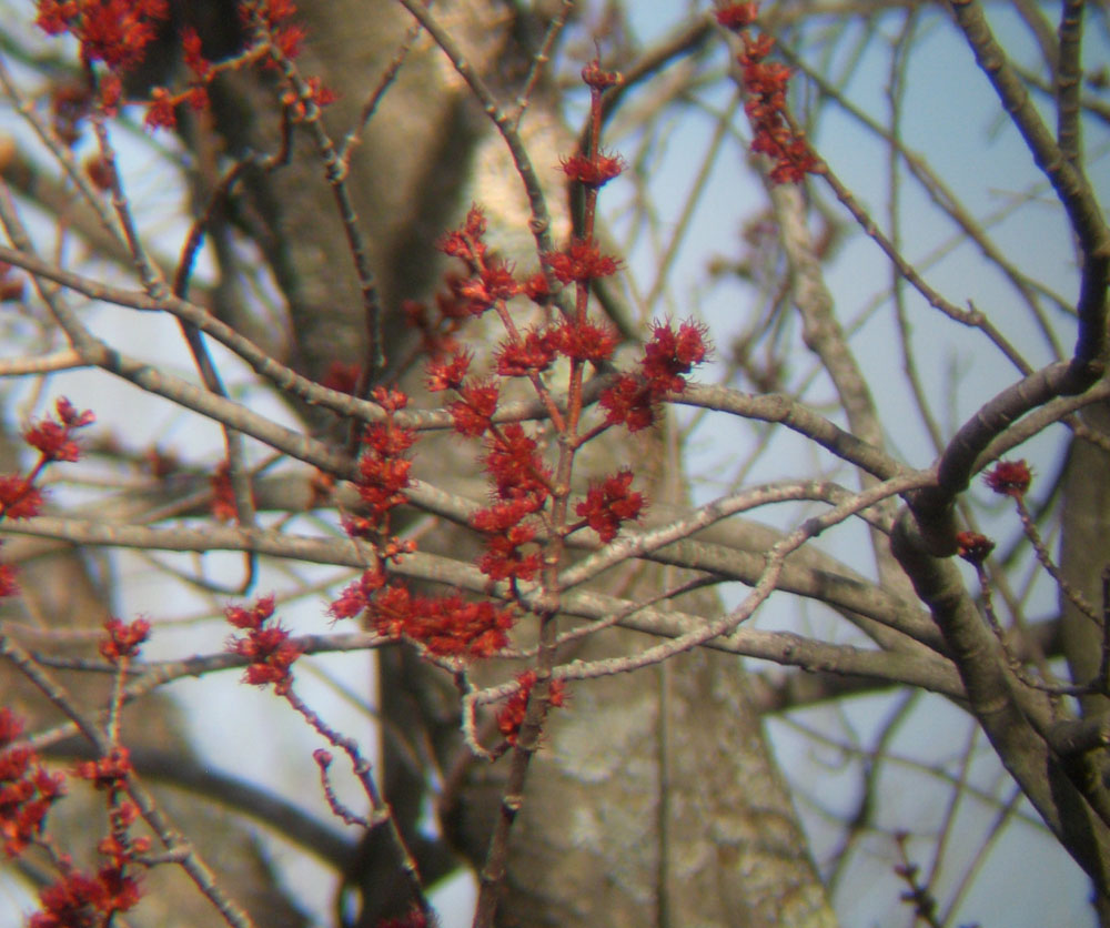 Woods Walks and Wildlife: Maple blossoms