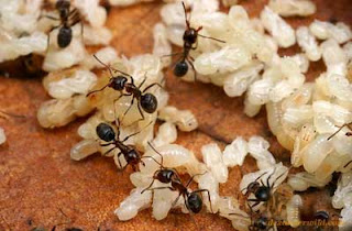 9 Makanan Aneh, Menakutkan dan Ekstrim Dari Seluruh Dunia Escamole-ant