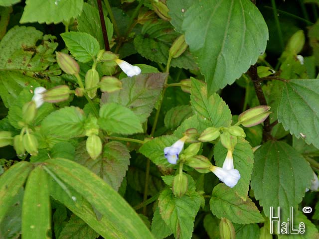 Scrophulariaceae : Họ Hoa Mõm sói 67 Torenia%2Bviolacea