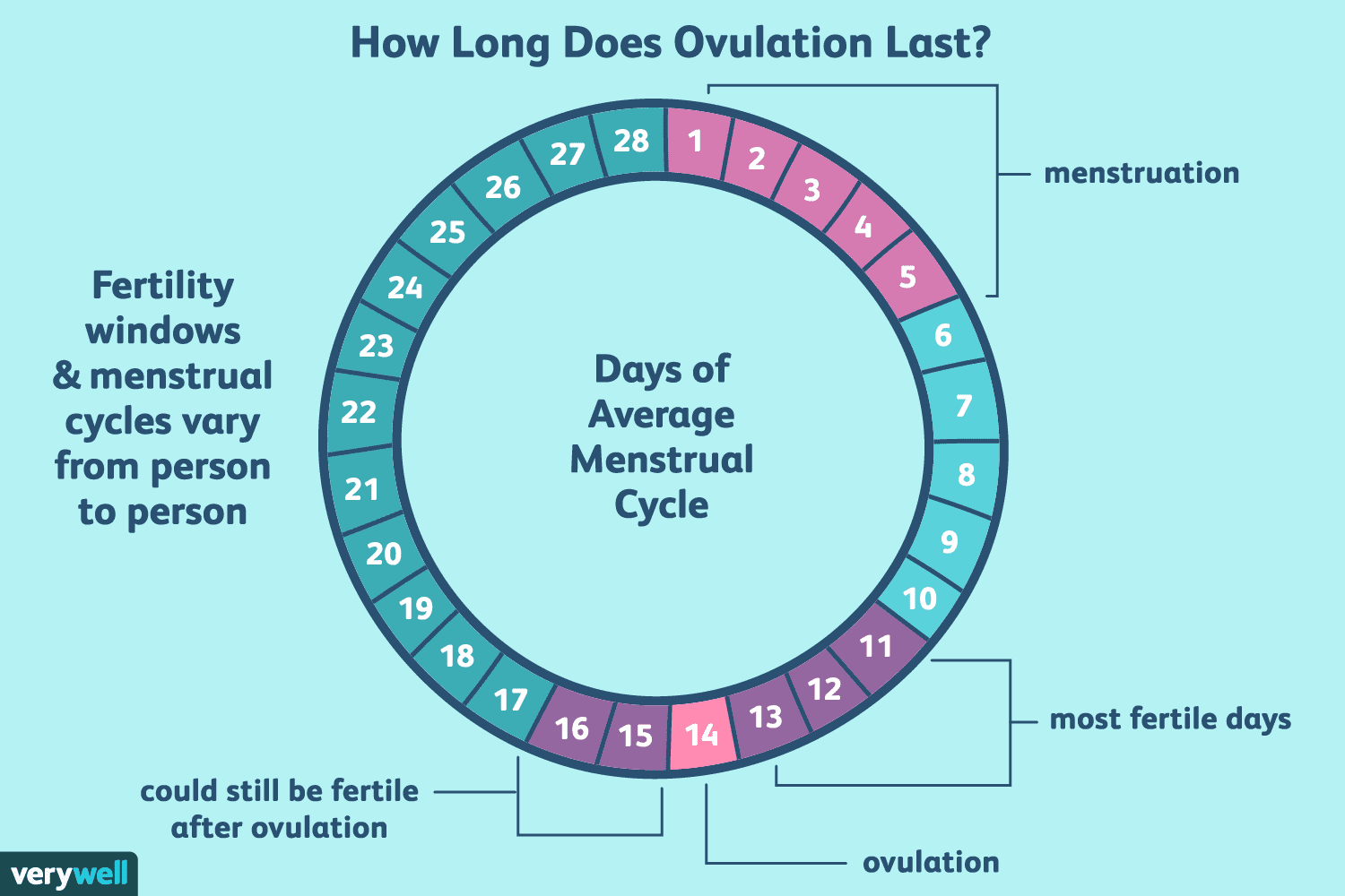 Экстренная овуляция. Овуляция. Менструальный цикл. Месячные цикл. Фертильные дни у женщин.