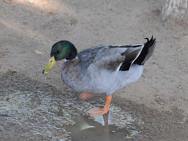 domestic duck, domestic duck food and habitats 