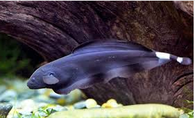 Jenis Ikan Hias Air Tawar Aquarium  Black Ghost warna hitam