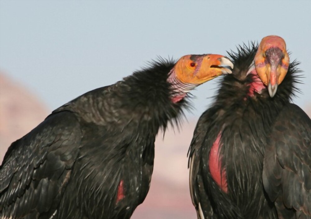 California Condor: Most Strange Looking Birds