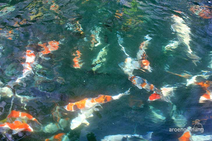 ikan koi gereja simultan menteng pulo