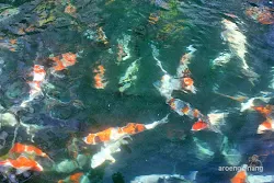 ikan koi gereja simultan menteng pulo