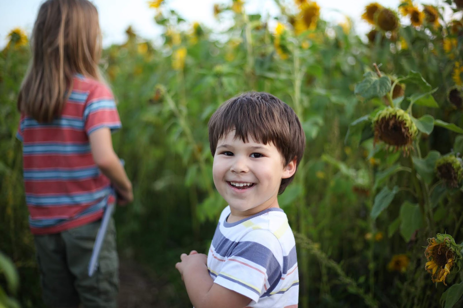 Side Street Style Sunflower Fields at Rhossili Bay
