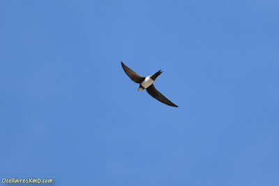 Ballester (Tachymarptis melba)