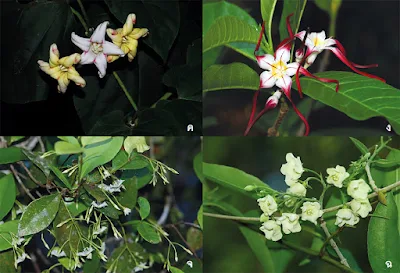 รายชื่อพรรณไม้ วงศ์ Apocynaceae ที่พบในป่าตะวันออก