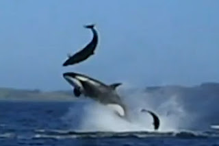 世界は面白い！: シャチのオキゴンドウ狩り