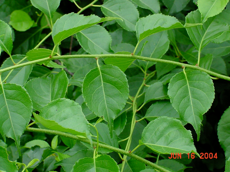 Central Pennsylvania Forestry Invasive Species Highlight Oriental
