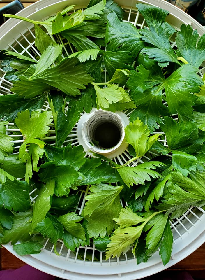 Grow Celery from Grocery Store Stalks (Plus, How to Preserve Celery