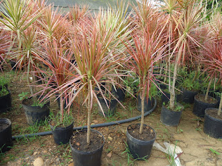 A decorativa Dracena de Madagascar