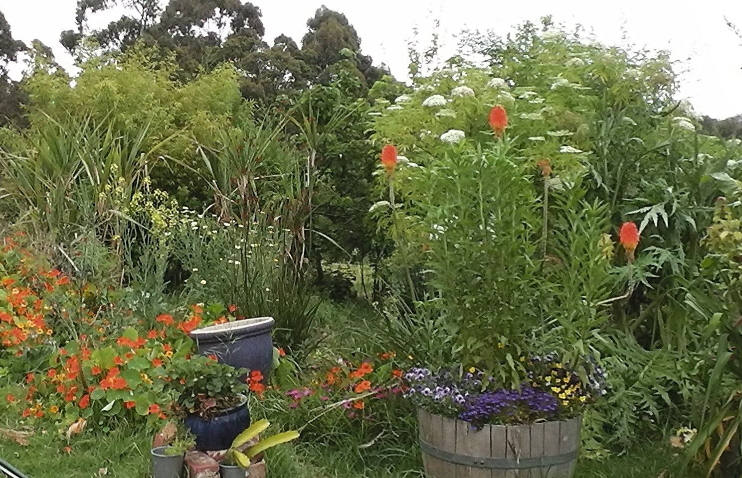 Using Georgia Native Plants Rain Gardens Wet Spots And The
