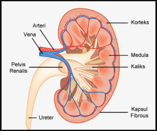 Bagian bagian ginjal beserta fungsinya