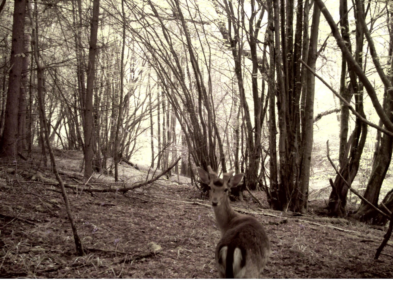 Down in Dens Wood Deer in the Woods