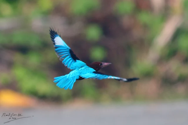 White-throated Kingfisher - fly off