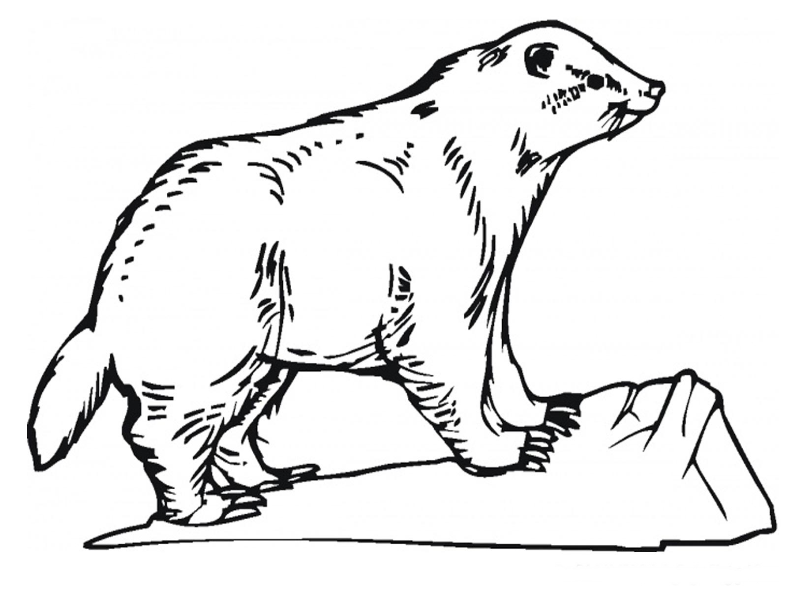 Real Life Animal Coloring Pages Badger Coloring Pages Realistic Realistic Coloring Pages