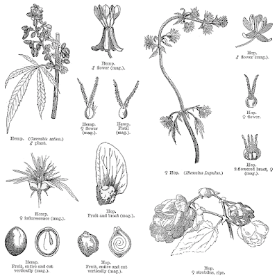 anatomy cannabis plant Parts 