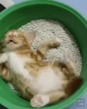 꿈속에서 맛있는 거 먹는 냥이 | 인스티즈