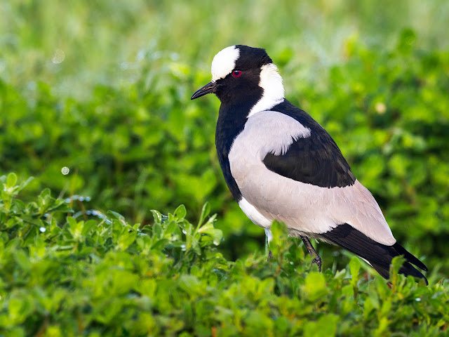 green plover green plover
