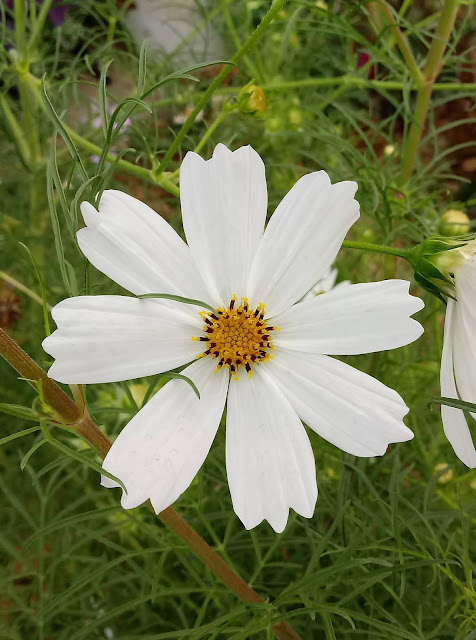 Flor blanca grande de 8 pétalos