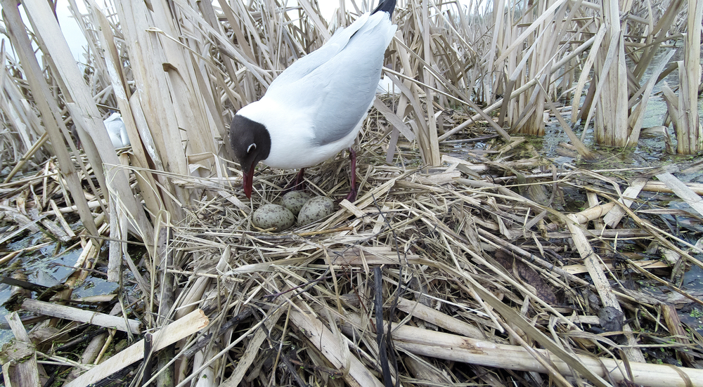Чайкив в гнезде. Чайки гнездятся. Гнездо сизой чайки. Где гнездятся чайки в городе. Где гнездятся чайки в городе.