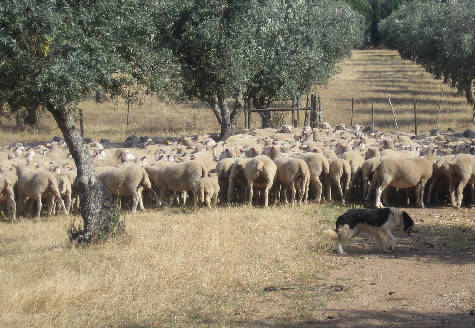 Olhapim Um borrego chamado VACA