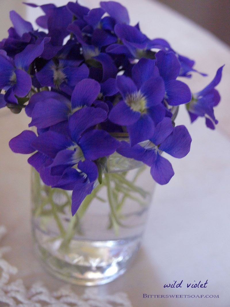 Violets wildlife diary. Фиалка Глюша. Фиалки Минимализм фото