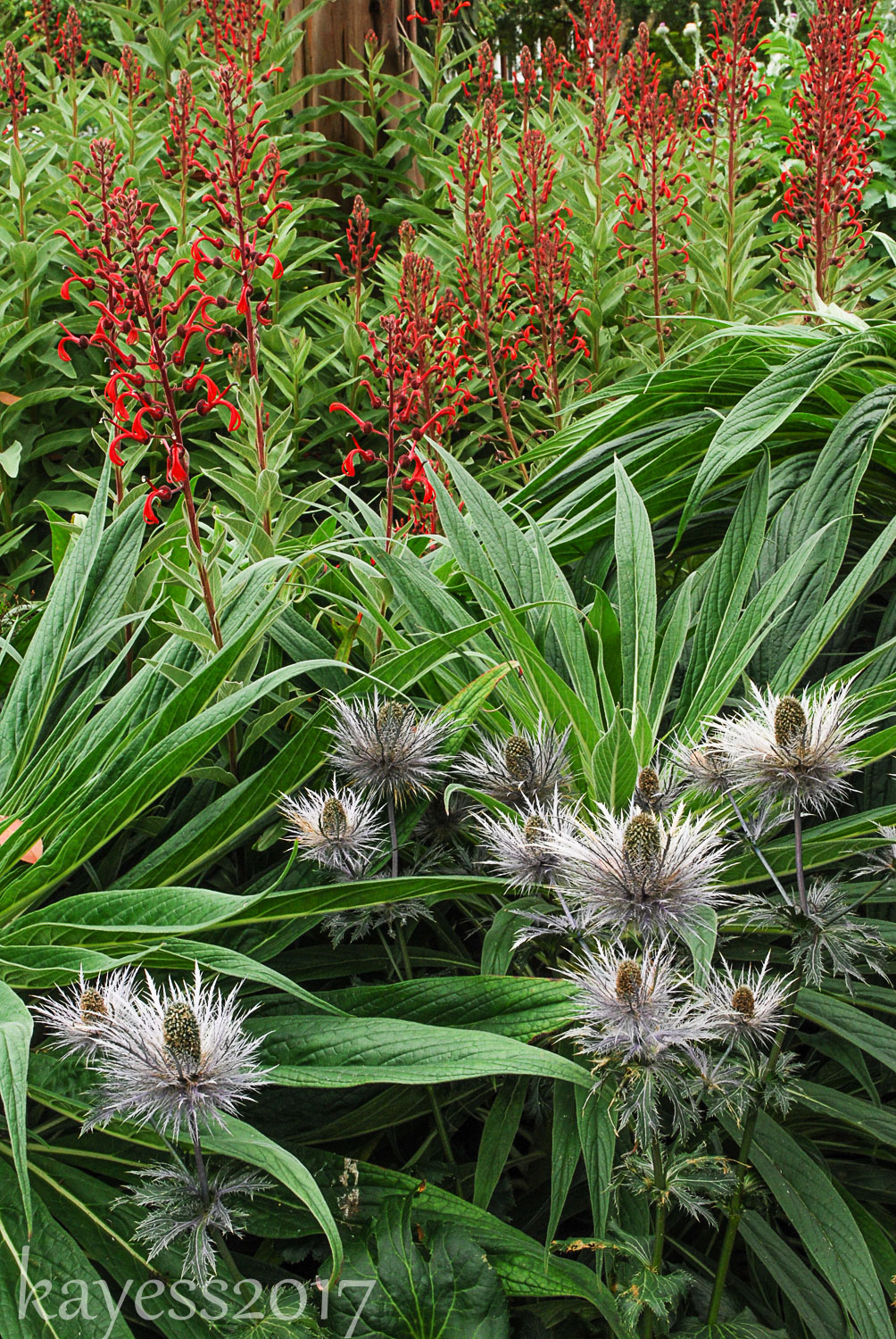 Throwback Thursday-Linda Cochrans' Garden
