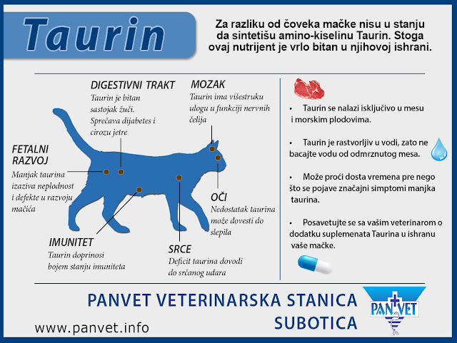 Uloga taurina u zdravlju mačke