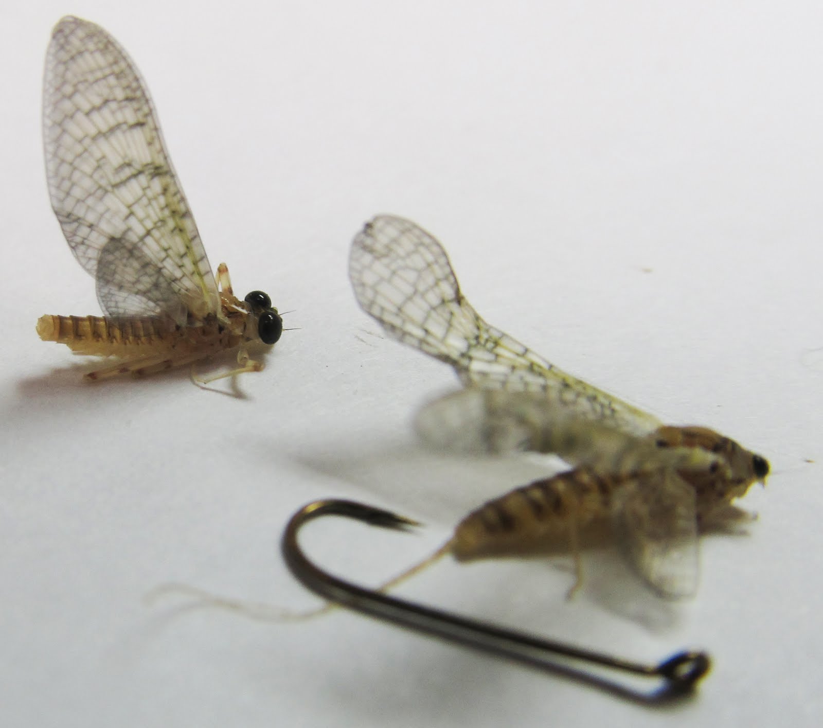 Pinned Mayfly Could someone ID this mayfly? | Pennsylvania Fly Fishing
