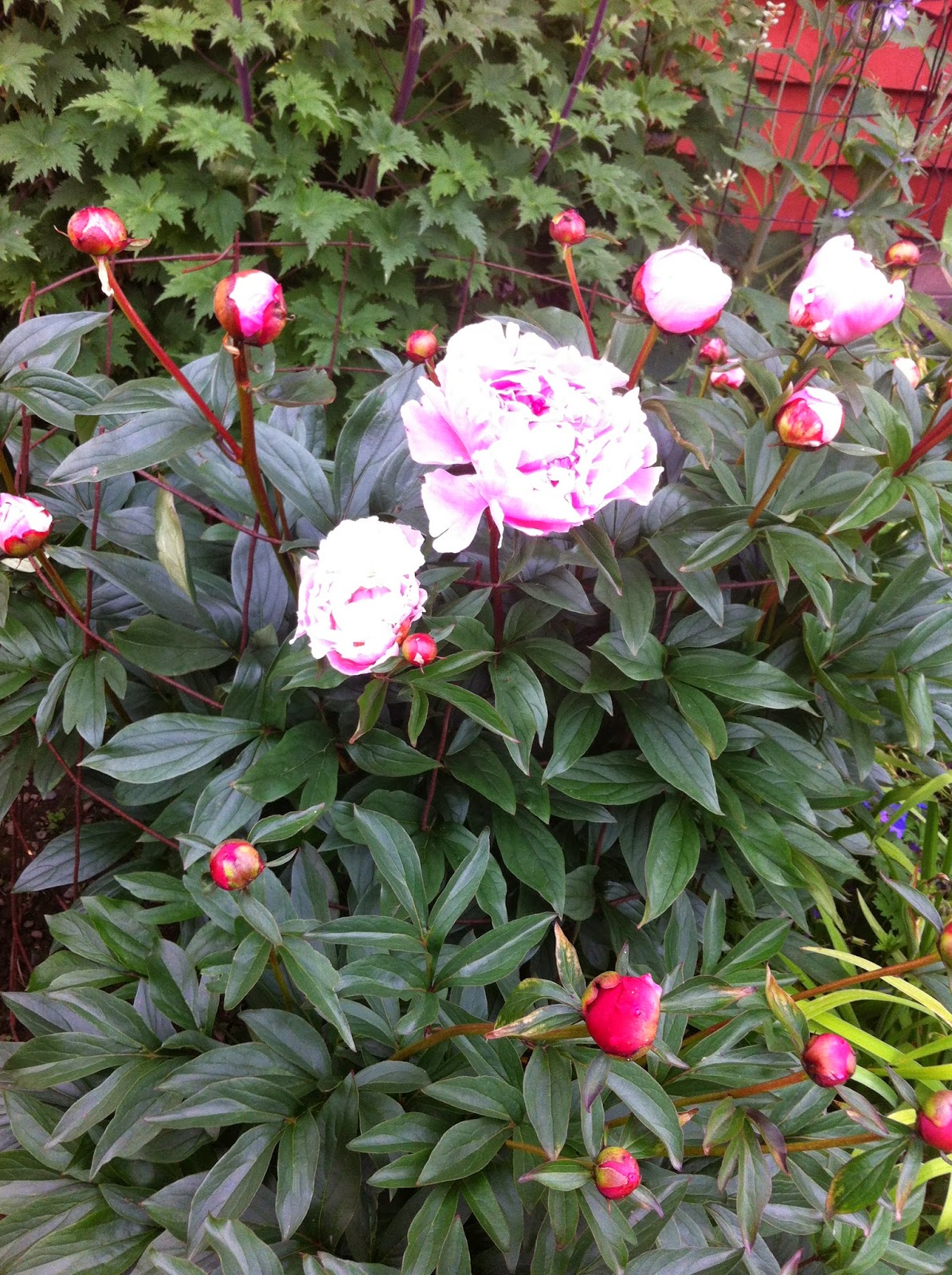 Life in Alaska — A View From Homer A Typical Homer Flowerbed