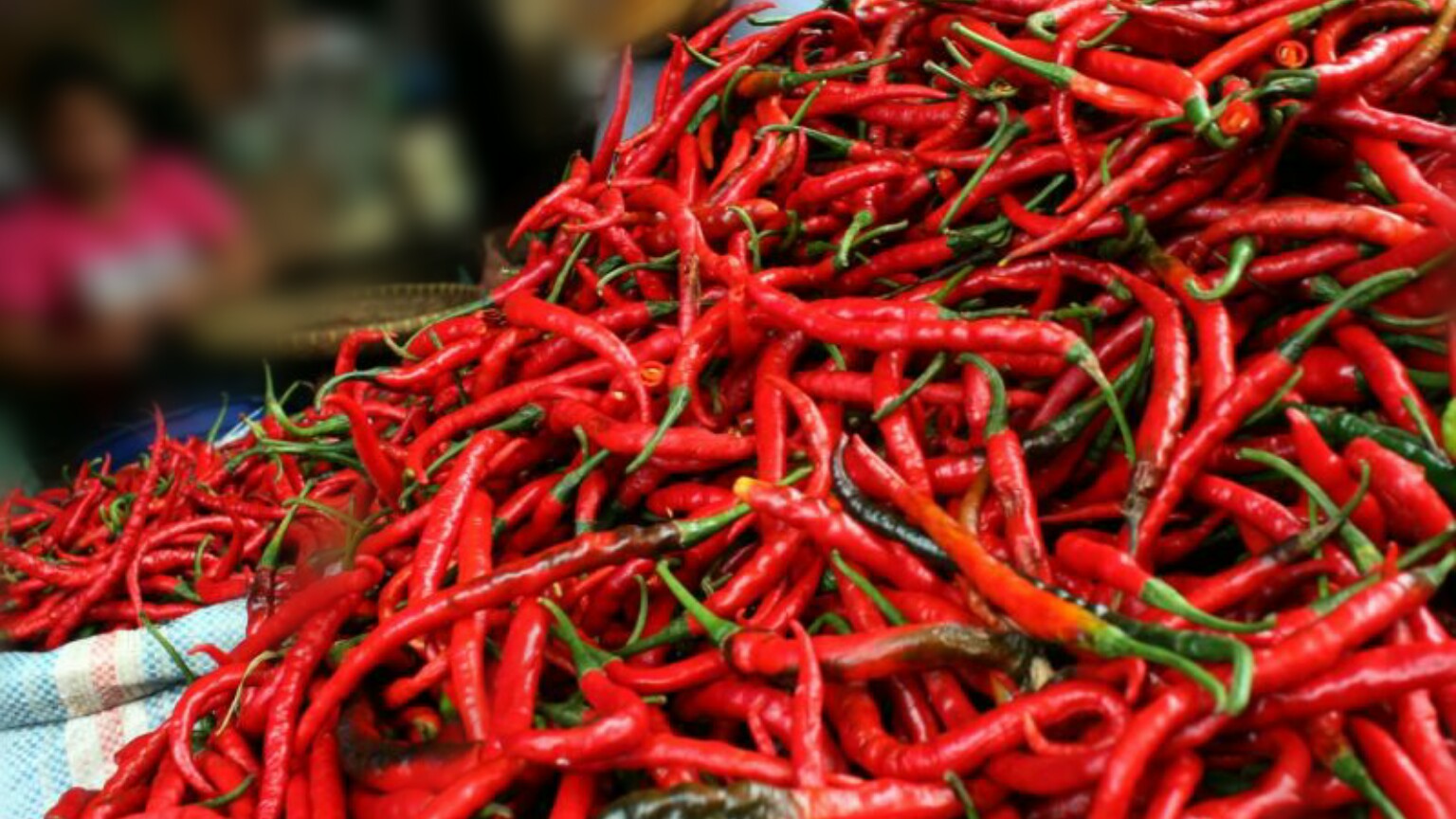 analisa budidaya cabe merah keriting pemupukan