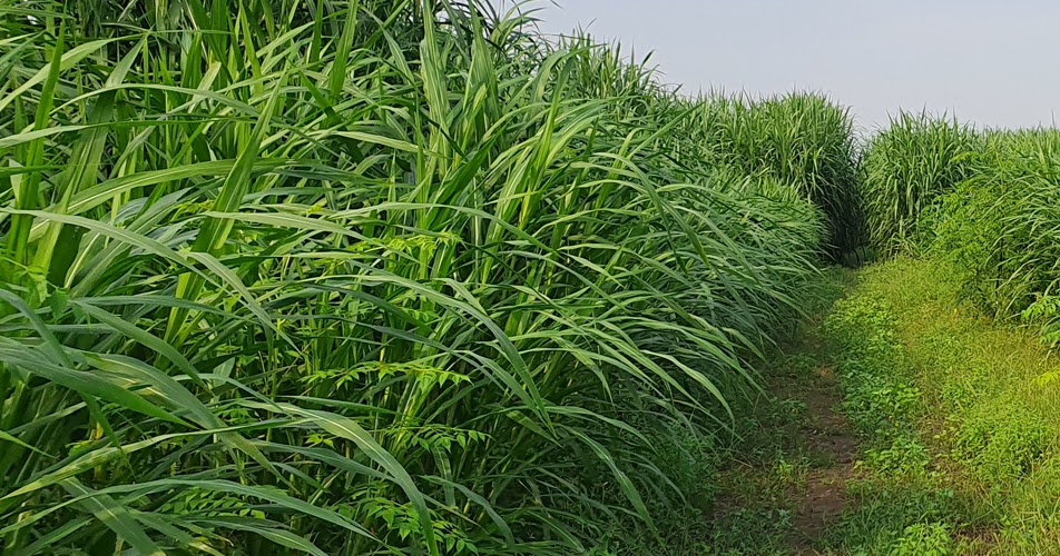 Popular Types of Cattle Feed to Improve Milk Quantity