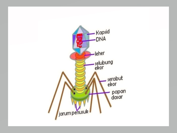 Ciri Ciri Dan Struktur Tubuh Virus Berbagi Struktur