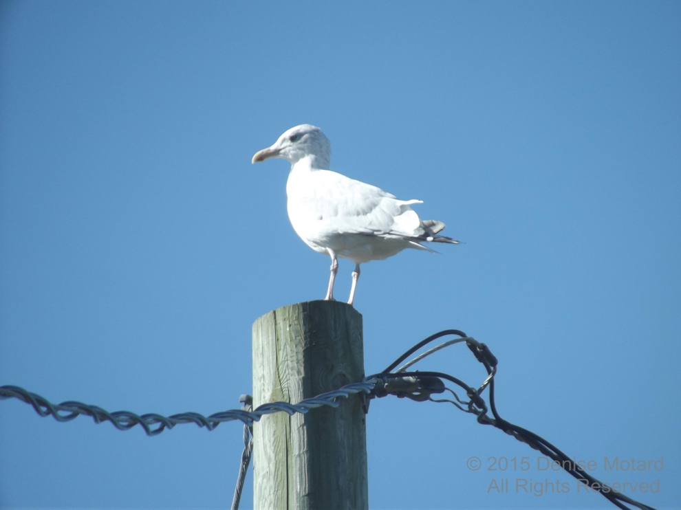 HERRING GULL