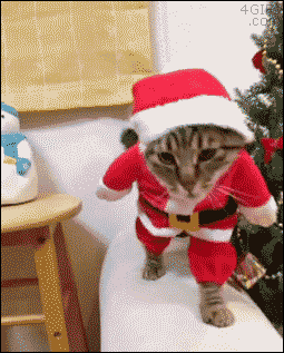 Gato andando como disfrazado de Santa Claus
